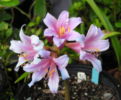 Gastil Lycoris Spider Lilies Bulbs Radiata Hurricane Lily Cluster Amayllis Growing Bonsai Roots Rhizomes Corms Tubers Potted Planting Reblooming Fragrant Garden Species Blooms Flower Seeds Plant Gardening