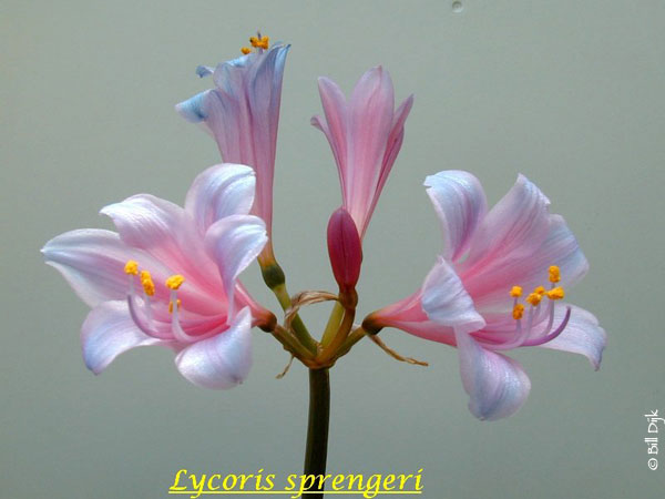 Lavender Lycoris Spider Lilies Bulbs Radiata Hurricane Lily Cluster Amayllis Growing Bonsai Roots Rhizomes Corms Tubers Potted Planting Reblooming Fragrant Garden Species Blooms Flower Seeds Plant Gardening
