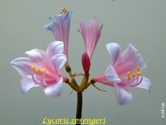 Lavender Lycoris Spider Lilies Bulbs Radiata Hurricane Lily Cluster Amayllis Growing Bonsai Roots Rhizomes Corms Tubers Potted Planting Reblooming Fragrant Garden Species Blooms Flower Seeds Plant Gardening