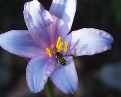 Lavender Lycoris Spider Lilies Bulbs Radiata Hurricane Lily Cluster Amayllis Growing Bonsai Roots Rhizomes Corms Tubers Potted Planting Reblooming Fragrant Garden Species Blooms Flower Seeds Plant Gardening