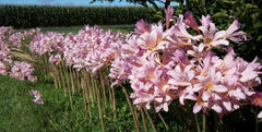 Naked Lady Lycoris Spider Lilies Bulbs Radiata Hurricane Lily Cluster Amayllis Growing Bonsai Roots Rhizomes Corms Tubers Potted Planting Reblooming Fragrant Garden Species Blooms Flower Seeds Plant Gardening