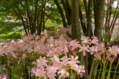 Naked Lady Lycoris Spider Lilies Bulbs Radiata Hurricane Lily Cluster Amayllis Growing Bonsai Roots Rhizomes Corms Tubers Potted Planting Reblooming Fragrant Garden Species Blooms Flower Seeds Plant Gardening