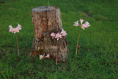 Naked Lady Lycoris Spider Lilies Bulbs Radiata Hurricane Lily Cluster Amayllis Growing Bonsai Roots Rhizomes Corms Tubers Potted Planting Reblooming Fragrant Garden Species Blooms Flower Seeds Plant Gardening
