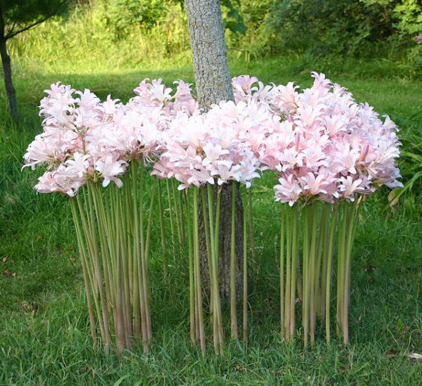 Pink Lycoris Spider Lilies Bulbs Radiata Hurricane Lily Cluster Amayllis Growing Bonsai Roots Rhizomes Corms Tubers Potted Planting Reblooming Fragrant Garden Species Blooms Flower Seeds Plant Gardening