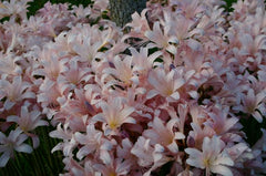Pink Lycoris Spider Lilies Bulbs Radiata Hurricane Lily Cluster Amayllis Growing Bonsai Roots Rhizomes Corms Tubers Potted Planting Reblooming Fragrant Garden Species Blooms Flower Seeds Plant Gardening