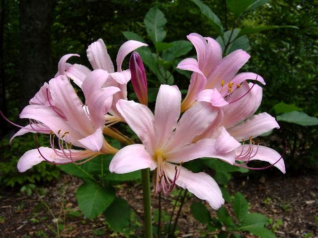 Jay Yourch Aurea Lycoris Spider Lilies Bulbs Radiata Hurricane Lily Cluster Amayllis Growing Bonsai Roots Rhizomes Corms Tubers Potted Planting Reblooming Fragrant Garden Species Blooms Flower Seeds Plant Gardening