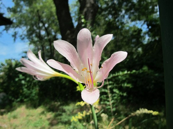 Nitree Lycoris Spider Lilies Bulbs Radiata Hurricane Lily Cluster Amayllis Growing Bonsai Roots Rhizomes Corms Tubers Potted Planting Reblooming Fragrant Garden Species Blooms Flower Seeds Plant Gardening