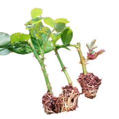 Juwena Rose Seedlings Flower Seeds Perennial Growing Bonsai Corms Tubers Potted Planting Reblooming Fragrant Garden Roots Rhizomes Species Blooms Plant Bulbs Gardening Tree