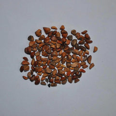 Black Climbing Rose Seedlings Flower Seeds Perennial Growing Bonsai Corms Tubers Potted Planting Reblooming Fragrant Garden Roots Rhizomes Species Blooms Plant Bulbs Gardening Tree - Seedsplant