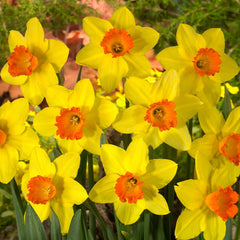 Marie Curie Daffodil Collection  Bulbs Blooms Species Growing Bonsai Roots Rhizomes Corms Tubers Potted Planting Reblooming Fragrant Garden Flower Seeds Plant