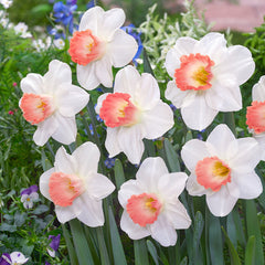 Marie Curie Daffodil Collection  Bulbs Blooms Species Growing Bonsai Roots Rhizomes Corms Tubers Potted Planting Reblooming Fragrant Garden Flower Seeds Plant