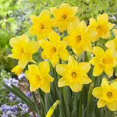 Marie Curie Daffodil Collection  Bulbs Blooms Species Growing Bonsai Roots Rhizomes Corms Tubers Potted Planting Reblooming Fragrant Garden Flower Seeds Plant