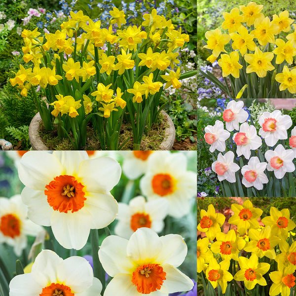 Marie Curie Daffodil Collection  Bulbs Blooms Species Growing Bonsai Roots Rhizomes Corms Tubers Potted Planting Reblooming Fragrant Garden Flower Seeds Plant