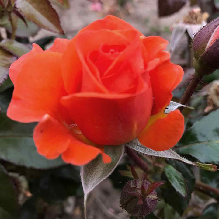 Red Rose Seedlings Flower Seeds Perennial Growing Bonsai Corms Tubers Potted Planting Reblooming Fragrant Garden Roots Rhizomes Species Blooms Plant Bulbs Gardening Tree