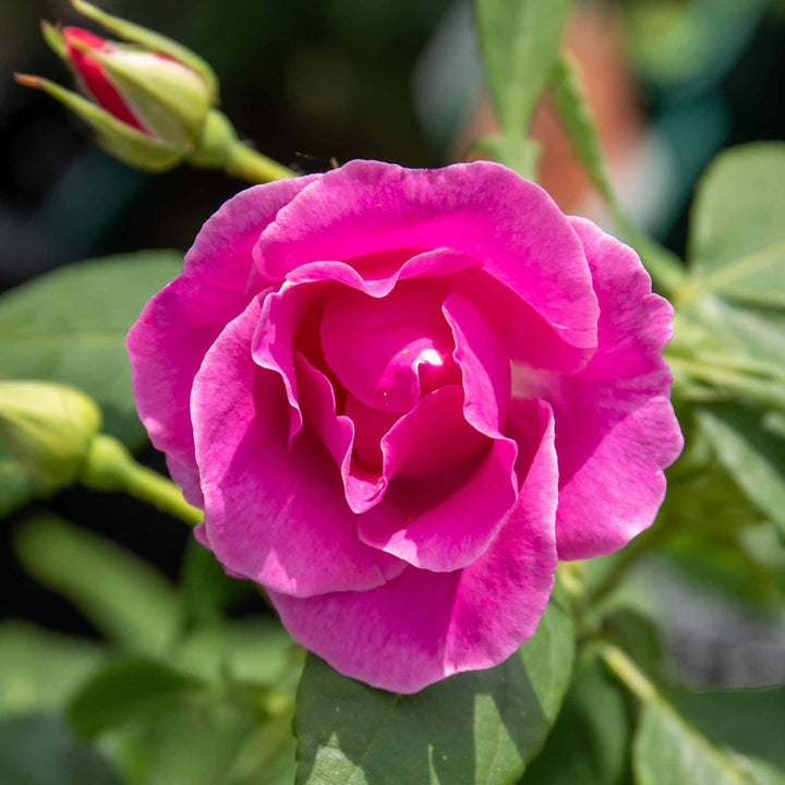 Lucky Rose Seedlings Flower Seeds Perennial Growing Bonsai Corms Tubers Potted Planting Reblooming Fragrant Garden Roots Rhizomes Species Blooms Plant Bulbs Gardening Tree - Seedsplant