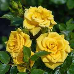 Power Gold Rose Seedlings Flower Seeds Perennial Growing Bonsai Corms Tubers Potted Planting Reblooming Fragrant Garden Roots Rhizomes Species Blooms Plant Bulbs Gardening Tree