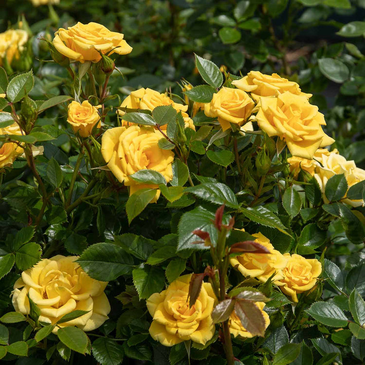 Power Gold Rose Seedlings Flower Seeds Perennial Growing Bonsai Corms Tubers Potted Planting Reblooming Fragrant Garden Roots Rhizomes Species Blooms Plant Bulbs Gardening Tree