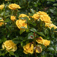 Power Gold Rose Seedlings Flower Seeds Perennial Growing Bonsai Corms Tubers Potted Planting Reblooming Fragrant Garden Roots Rhizomes Species Blooms Plant Bulbs Gardening Tree