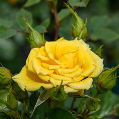 Power Gold Rose Seedlings Flower Seeds Perennial Growing Bonsai Corms Tubers Potted Planting Reblooming Fragrant Garden Roots Rhizomes Species Blooms Plant Bulbs Gardening Tree