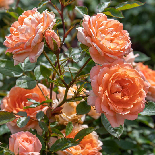 Power Rose Seedlings Flower Seeds Perennial Growing Bonsai Corms Tubers Potted Planting Reblooming Fragrant Garden Roots Rhizomes Species Blooms Plant Bulbs Gardening Tree