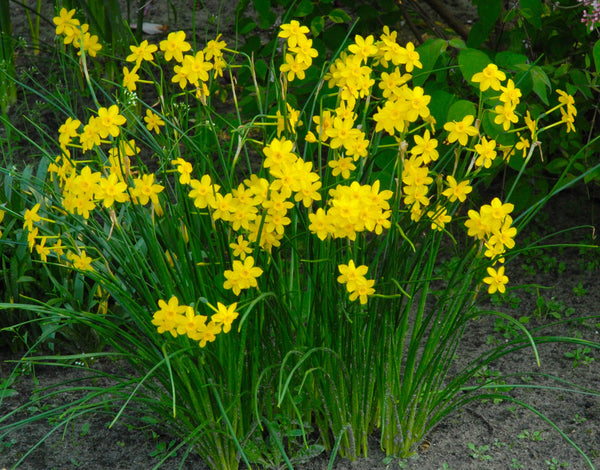 Mini Daffodil Baby Narcissus Bulbs Blooms Species Growing Bonsai Roots Rhizomes Corms Tubers Potted Planting Reblooming Fragrant Garden Flower Seeds Plant