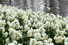 Daffodil Bridal Crown Narcissus Bulbs Blooms Species Growing Bonsai Roots Rhizomes Corms Tubers Potted Planting Reblooming Fragrant Garden Flower Seeds Plant