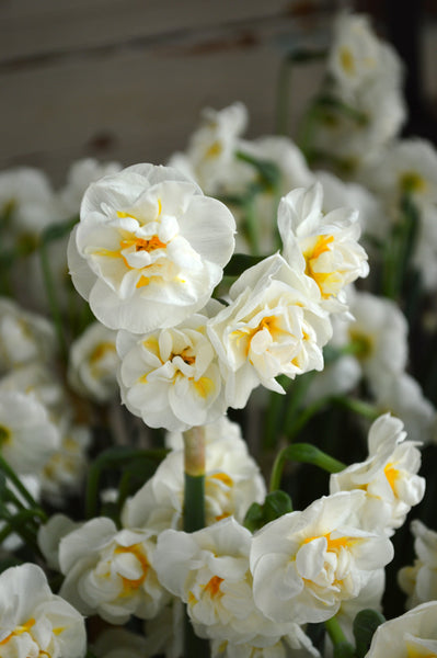Daffodil Bridal Crown Narcissus Bulbs Blooms Species Growing Bonsai Roots Rhizomes Corms Tubers Potted Planting Reblooming Fragrant Garden Flower Seeds Plant