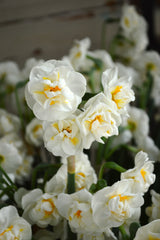 Daffodil Bridal Crown Narcissus Bulbs Blooms Species Growing Bonsai Roots Rhizomes Corms Tubers Potted Planting Reblooming Fragrant Garden Flower Seeds Plant