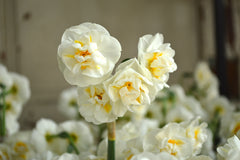 Daffodil Bridal Crown Narcissus Bulbs Blooms Species Growing Bonsai Roots Rhizomes Corms Tubers Potted Planting Reblooming Fragrant Garden Flower Seeds Plant