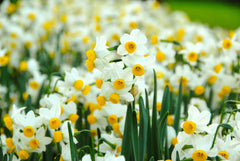 Mini Daffodil Canaliculatis Narcissus Bulbs Blooms Species Growing Bonsai Roots Rhizomes Corms Tubers Potted Planting Reblooming Fragrant Garden Flower Seeds Plant