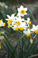 Mini Daffodil Canaliculatis Narcissus Bulbs Blooms Species Growing Bonsai Roots Rhizomes Corms Tubers Potted Planting Reblooming Fragrant Garden Flower Seeds Plant