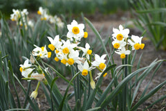 Mini Daffodil Canaliculatis Narcissus Bulbs Blooms Species Growing Bonsai Roots Rhizomes Corms Tubers Potted Planting Reblooming Fragrant Garden Flower Seeds Plant