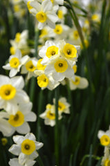 Mini Daffodil Canaliculatis Narcissus Bulbs Blooms Species Growing Bonsai Roots Rhizomes Corms Tubers Potted Planting Reblooming Fragrant Garden Flower Seeds Plant