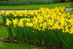 Mini Daffodil February Gold Narcissus Bulbs Blooms Species Growing Bonsai Roots Rhizomes Corms Tubers Potted Planting Reblooming Fragrant Garden Flower Seeds Plant