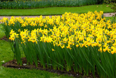 Daffodil February Gold Narcissus Bulbs Blooms Species Growing Bonsai Roots Rhizomes Corms Tubers Potted Planting Reblooming Fragrant Garden Flower Seeds Plant - Seedsplant