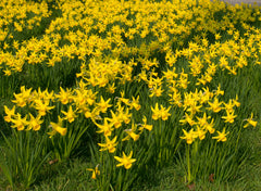 Daffodil February Gold Narcissus Bulbs Blooms Species Growing Bonsai Roots Rhizomes Corms Tubers Potted Planting Reblooming Fragrant Garden Flower Seeds Plant - Seedsplant