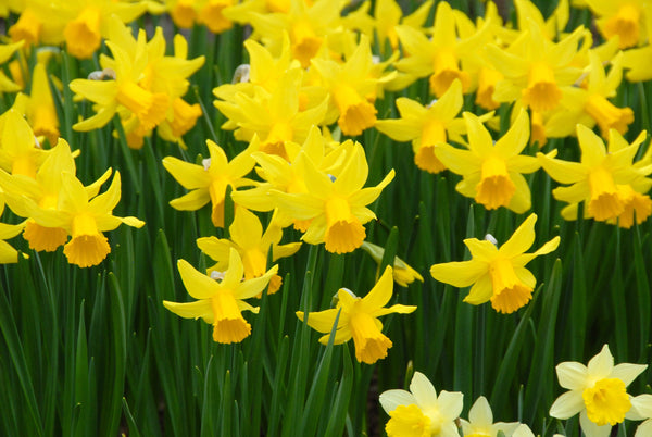 Daffodil February Gold Narcissus Bulbs Blooms Species Growing Bonsai Roots Rhizomes Corms Tubers Potted Planting Reblooming Fragrant Garden Flower Seeds Plant