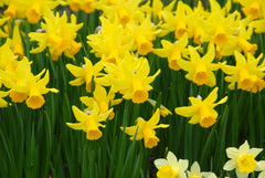 Daffodil February Gold Narcissus Bulbs Blooms Species Growing Bonsai Roots Rhizomes Corms Tubers Potted Planting Reblooming Fragrant Garden Flower Seeds Plant - Seedsplant
