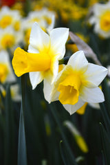 Mini Daffodil Golden Echo Narcissus Bulbs Blooms Species Growing Bonsai Roots Rhizomes Corms Tubers Potted Planting Reblooming Fragrant Garden Flower Seeds Plant