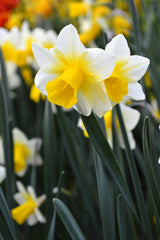 Mini Daffodil Golden Echo Narcissus Bulbs Blooms Species Growing Bonsai Roots Rhizomes Corms Tubers Potted Planting Reblooming Fragrant Garden Flower Seeds Plant