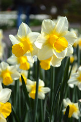 Mini Daffodil Golden Echo Narcissus Bulbs Blooms Species Growing Bonsai Roots Rhizomes Corms Tubers Potted Planting Reblooming Fragrant Garden Flower Seeds Plant