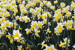 Mini Daffodil Golden Echo Narcissus Bulbs Blooms Species Growing Bonsai Roots Rhizomes Corms Tubers Potted Planting Reblooming Fragrant Garden Flower Seeds Plant