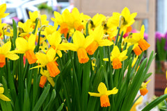 Mini Daffodil Jetfire Narcissus Bulbs Blooms Species Growing Bonsai Roots Rhizomes Corms Tubers Potted Planting Reblooming Fragrant Garden Flower Seeds Plant