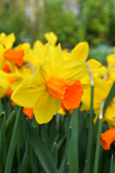 Mini Daffodil Jetfire Narcissus Bulbs Blooms Species Growing Bonsai Roots Rhizomes Corms Tubers Potted Planting Reblooming Fragrant Garden Flower Seeds Plant