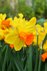 Mini Daffodil Jetfire Narcissus Bulbs Blooms Species Growing Bonsai Roots Rhizomes Corms Tubers Potted Planting Reblooming Fragrant Garden Flower Seeds Plant