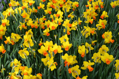 Mini Daffodil Jetfire Narcissus Bulbs Blooms Species Growing Bonsai Roots Rhizomes Corms Tubers Potted Planting Reblooming Fragrant Garden Flower Seeds Plant