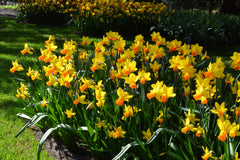 Mini Daffodil Jetfire Narcissus Bulbs Blooms Species Growing Bonsai Roots Rhizomes Corms Tubers Potted Planting Reblooming Fragrant Garden Flower Seeds Plant
