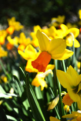 Mini Daffodil Jetfire Narcissus Bulbs Blooms Species Growing Bonsai Roots Rhizomes Corms Tubers Potted Planting Reblooming Fragrant Garden Flower Seeds Plant