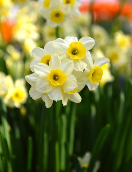 Mini Daffodil Minnow Narcissus Bulbs Blooms Species Growing Bonsai Roots Rhizomes Corms Tubers Potted Planting Reblooming Fragrant Garden Flower Seeds Plant