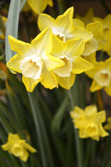 Mini Daffodil Pipit Narcissus Bulbs Blooms Species Growing Bonsai Roots Rhizomes Corms Tubers Potted Planting Reblooming Fragrant Garden Flower Seeds Plant
